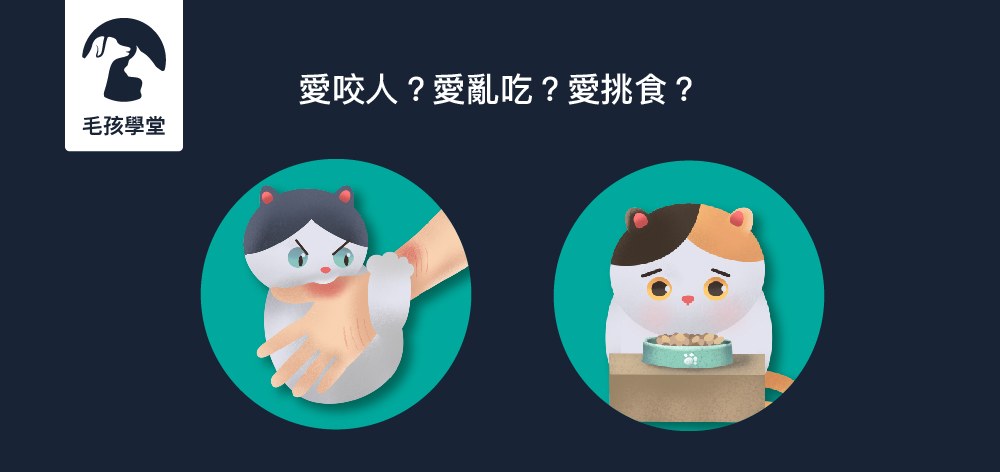 愛咬人？愛亂吃？愛挑食？常見貓咪行為問題一次解決！